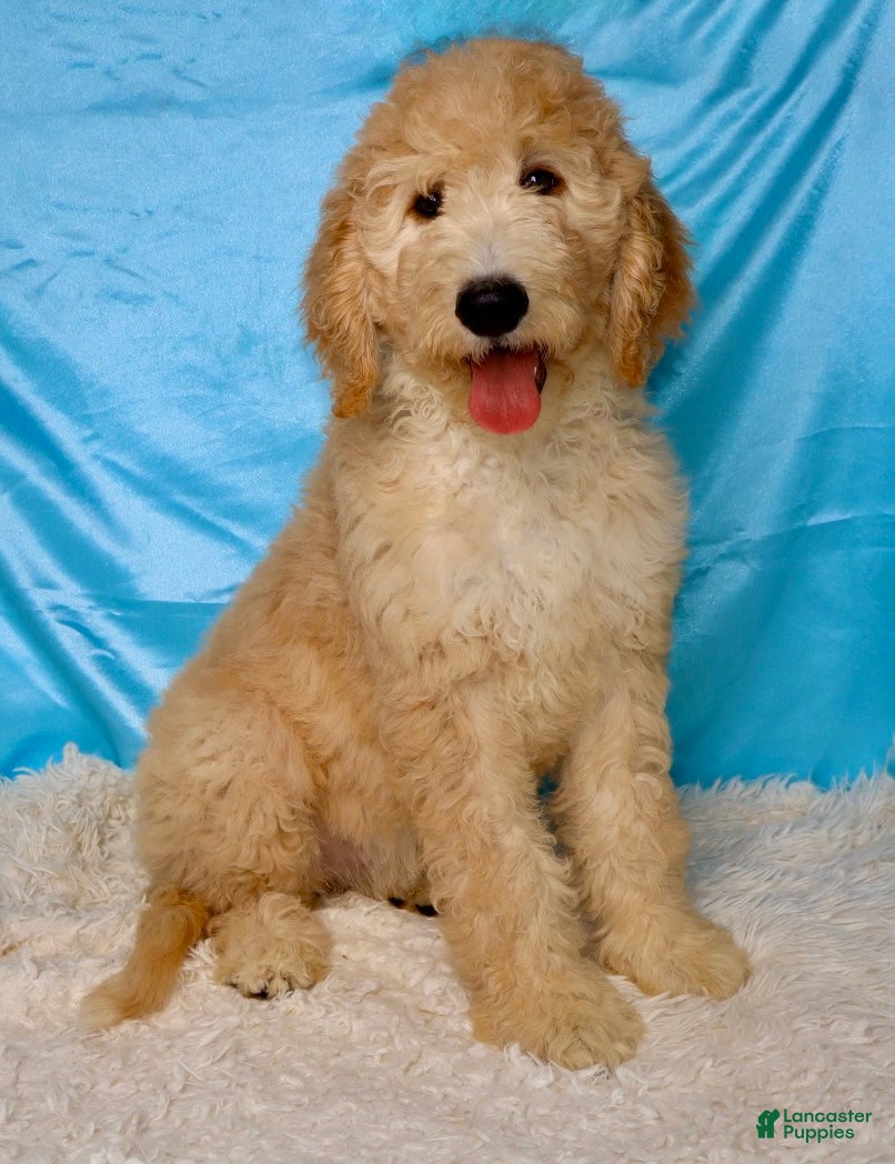 Goldendoodle dogs Poppi - Ad 2