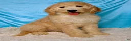 Goldendoodle dogs for sale: Poppi - Ad 2