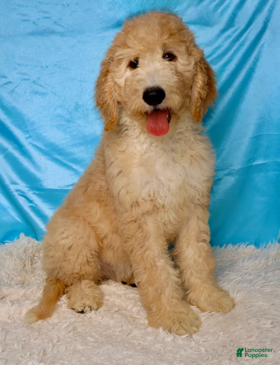 Goldendoodle dogs for sale: Poppi - Ad 2