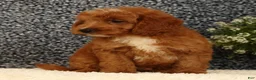 Mini Goldendoodle dogs for sale: Turbo - Ad 6