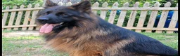 German Shepherd dogs for sale: Simba - Ad 6