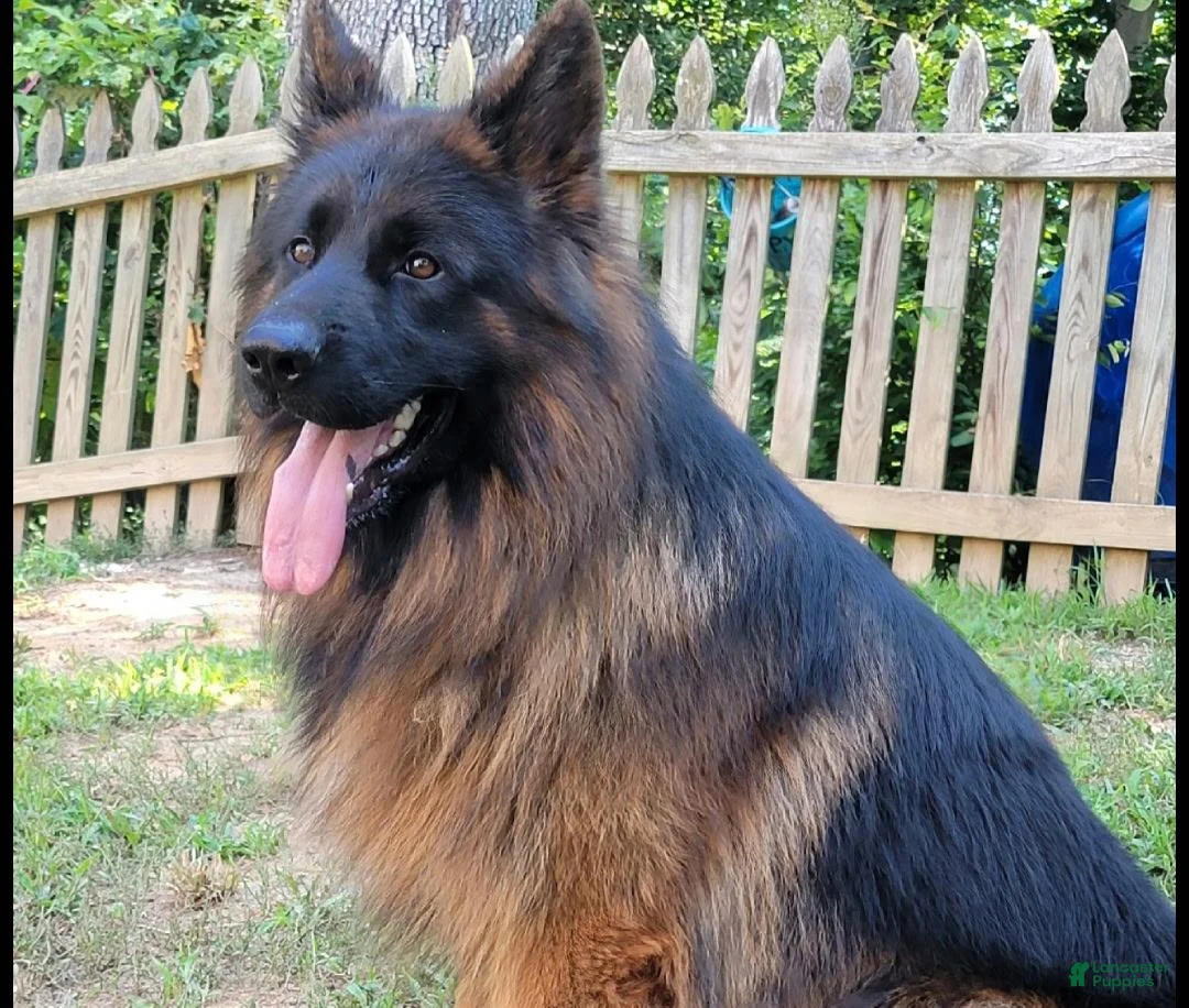 German Shepherd dogs for sale: Simba - Ad 6