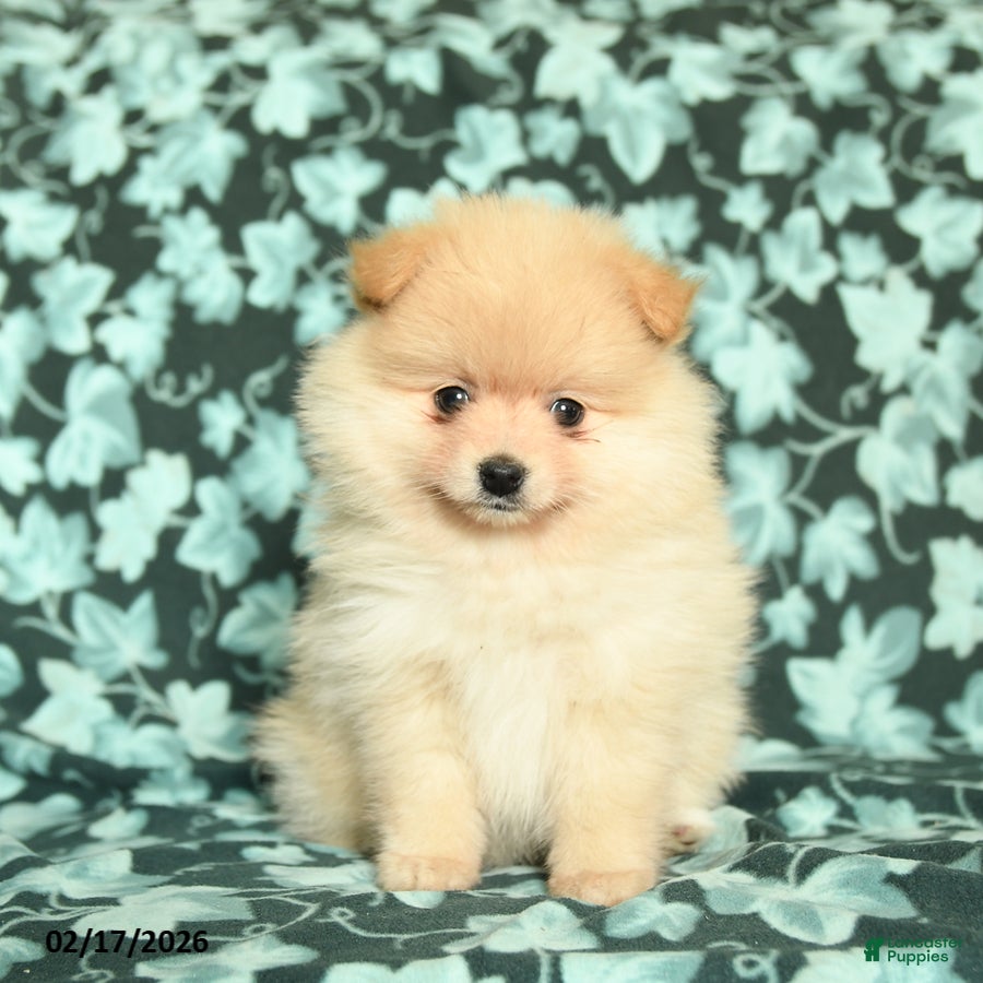 Pomeranian dogs Sweet Heart - Ad 2