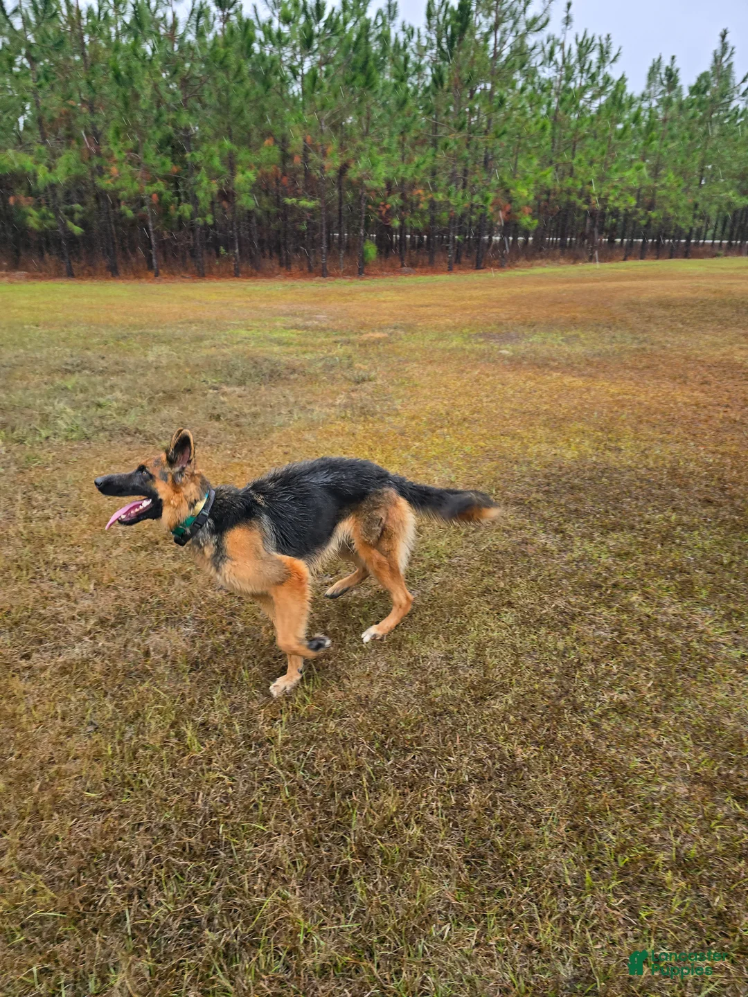 German Shepherd dogs for stud: Athena - Ad 2