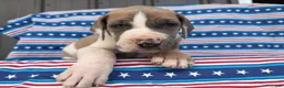 Great Dane dogs for sale: Parker Great Dane  - Ad 5