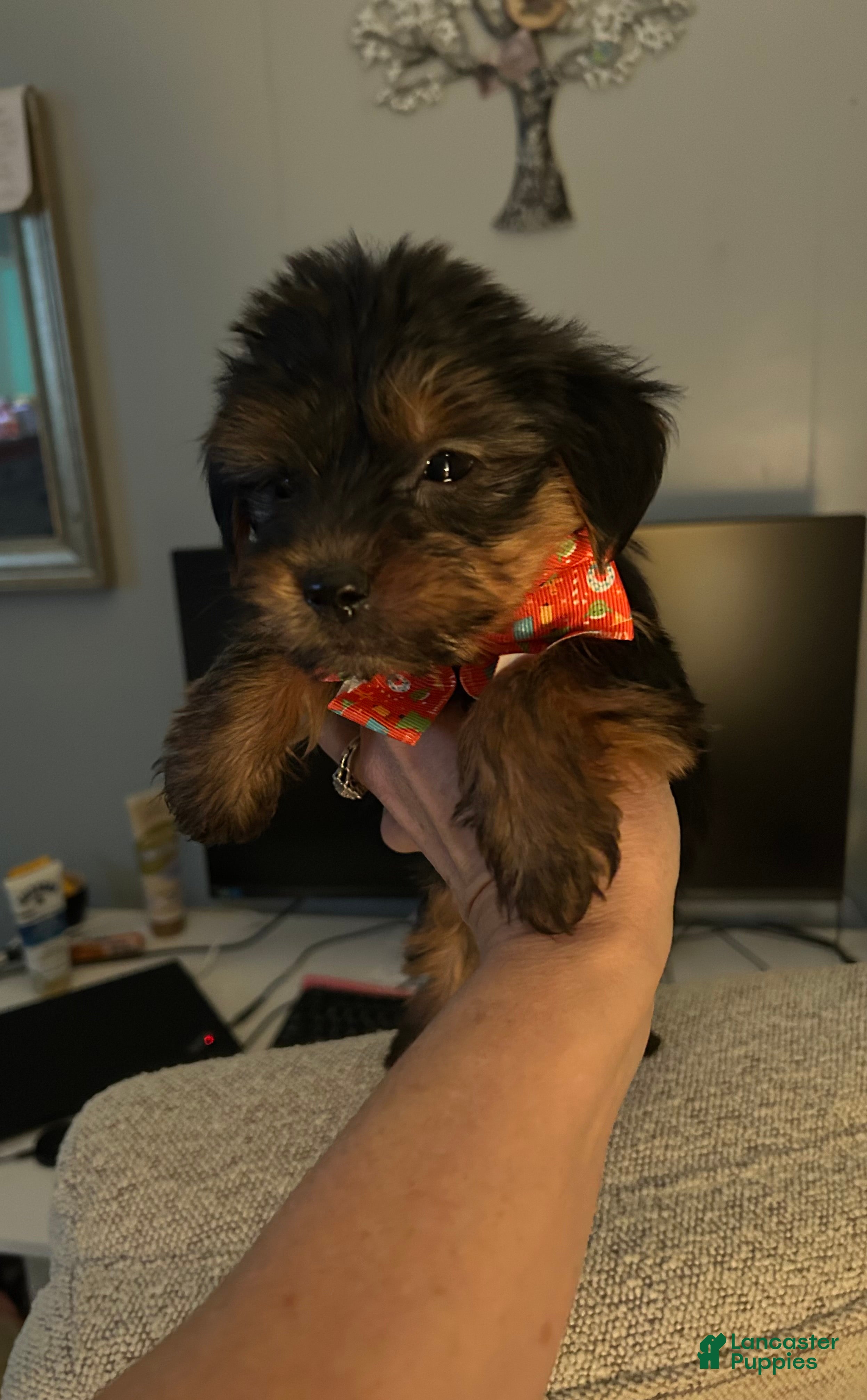 Yorkshire Terrier dogs Yorkshire Terrier Puppy 1 - Ad 11
