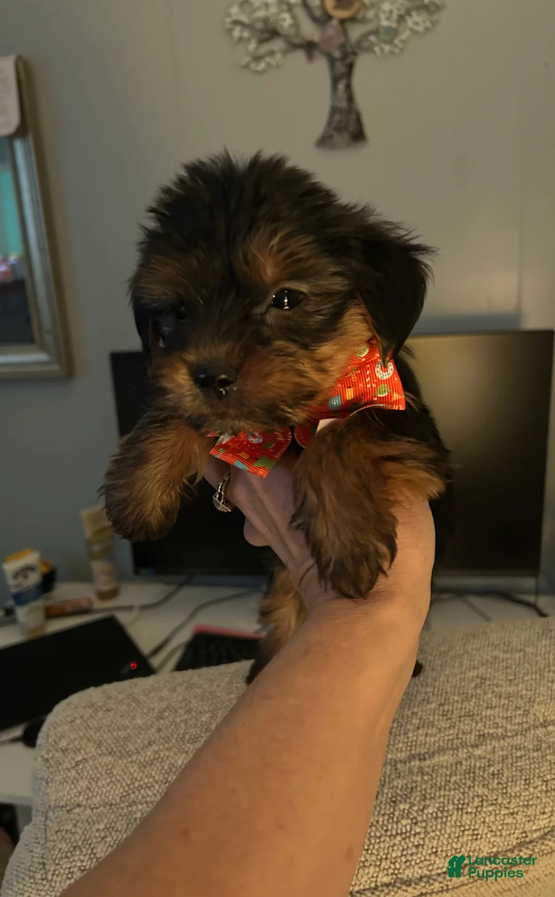 Yorkshire Terrier dogs for sale: Yorkshire Terrier Puppy 1 - Ad 1