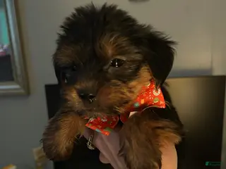 Yorkshire Terrier dogs Yorkshire Terrier Puppy 1 - Ad 11