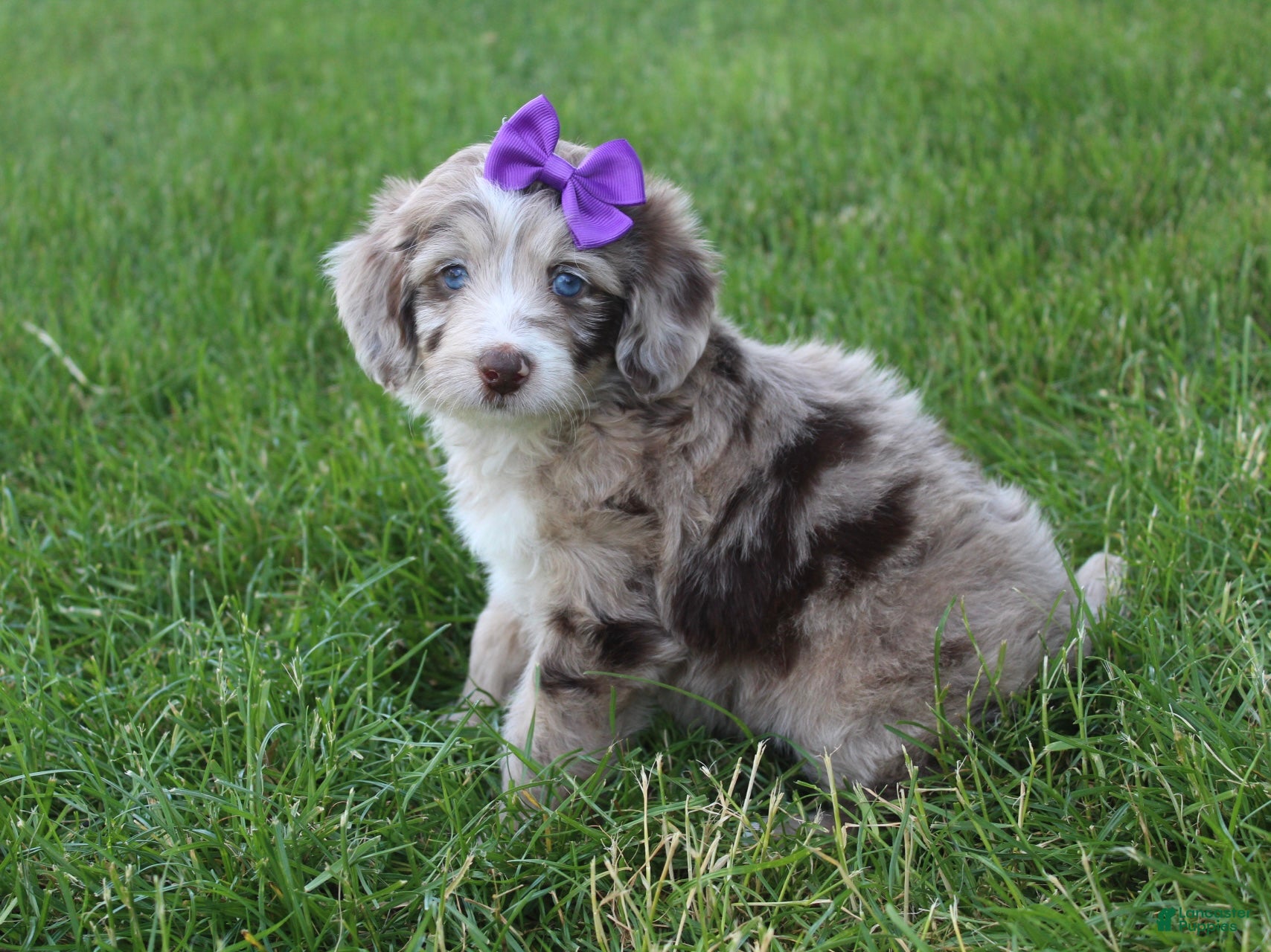 Mini Aussiedoodle dogs for sale: Jasmine 🎀 - Ad 9