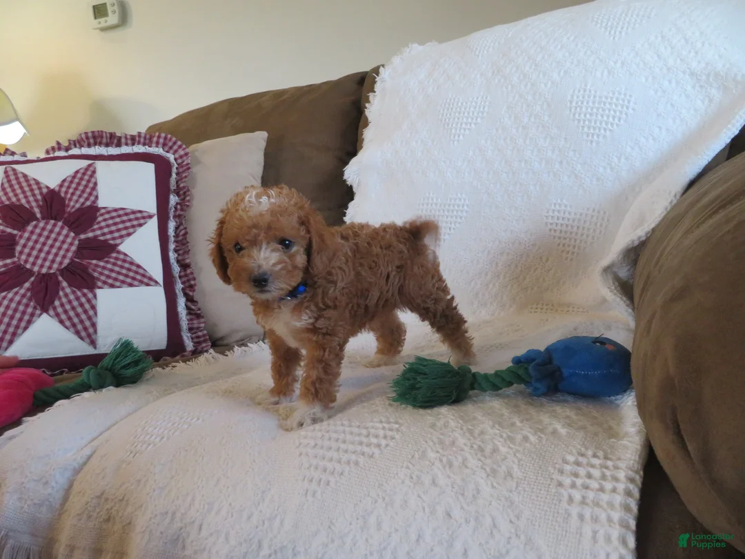 Cavapoo dogs for sale: Peanut - Ad 2