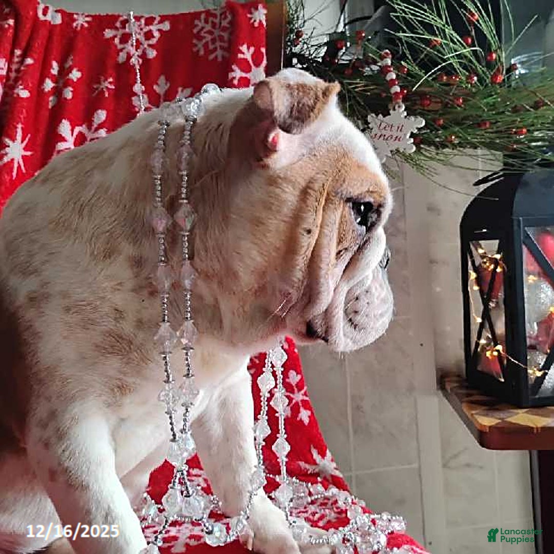 English Bulldog dogs for sale: Rolita - Ad 3