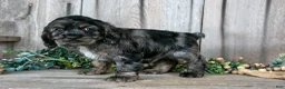 Cocker Spaniel dogs for sale: Manny - Ad 1