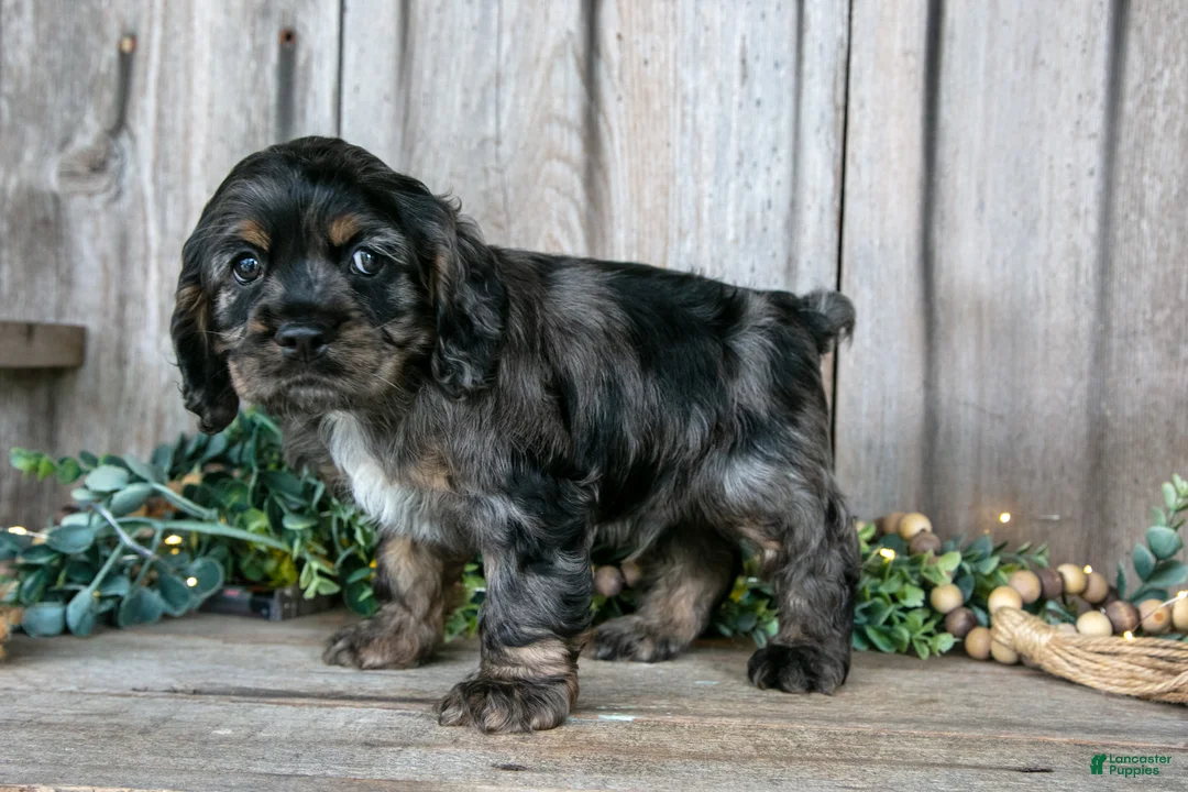 Cocker Spaniel dogs for sale: Manny - Ad 1