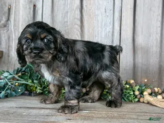 Cocker Spaniel dogs for sale: Manny - Ad 1