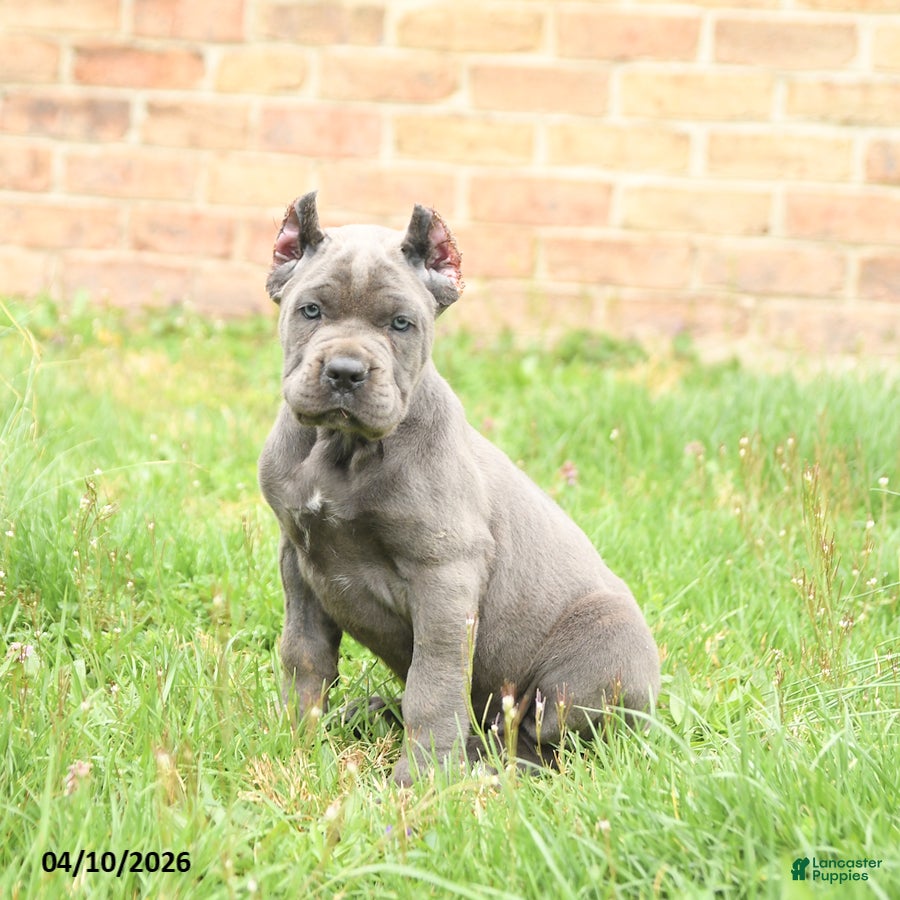 Cane Corso dogs Chiffon - Ad 2