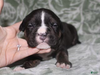 American Bully dogs Spunk - Ad 26