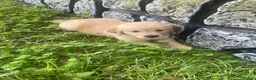 Golden Retriever dogs for sale: Pink collar girl - Ad 3