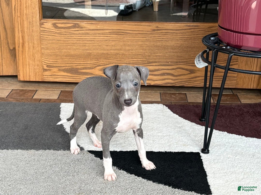 Italian Greyhound dogs for sale: Henry - Ad 4