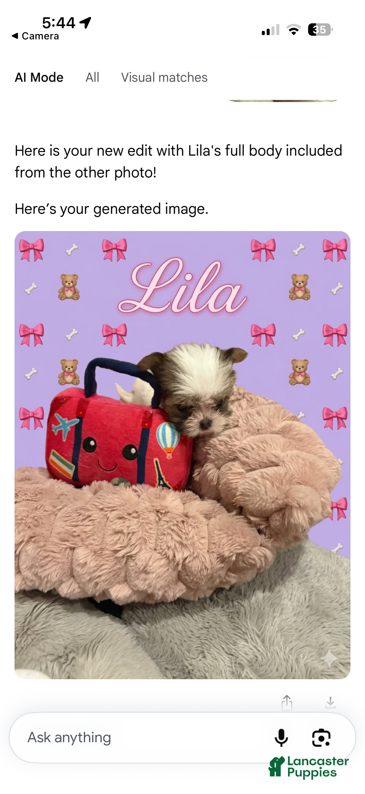 Shorkie dogs Lila - Ad 30