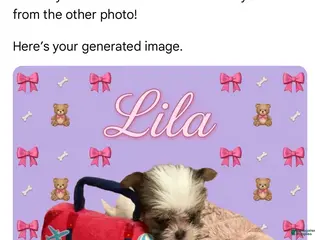 Shorkie dogs Lila - Ad 30