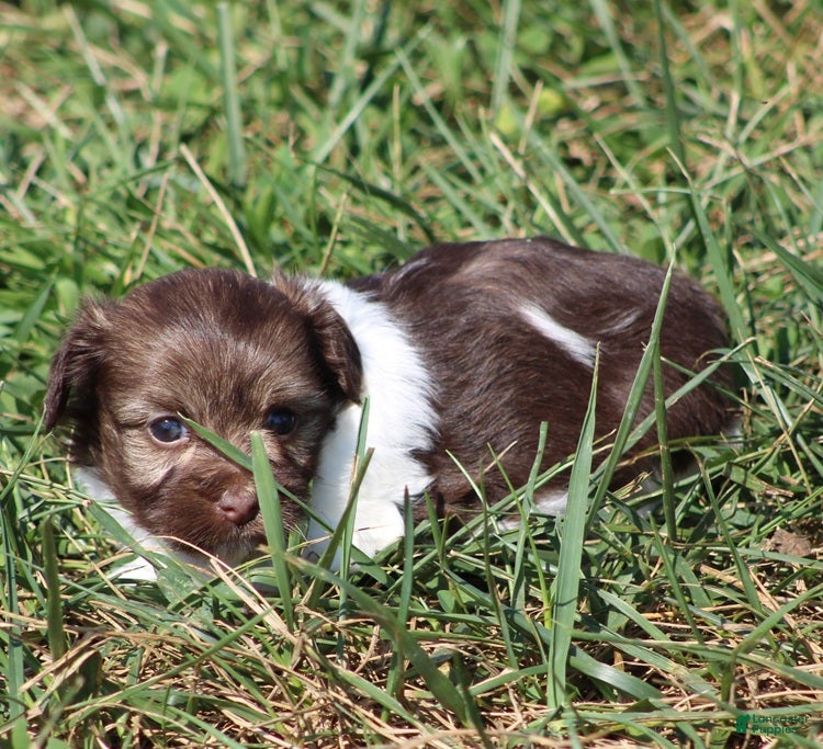 Havanese dogs Dora - Ad 2