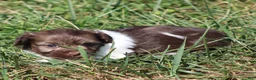 Havanese dogs for sale: Dora - Ad 2
