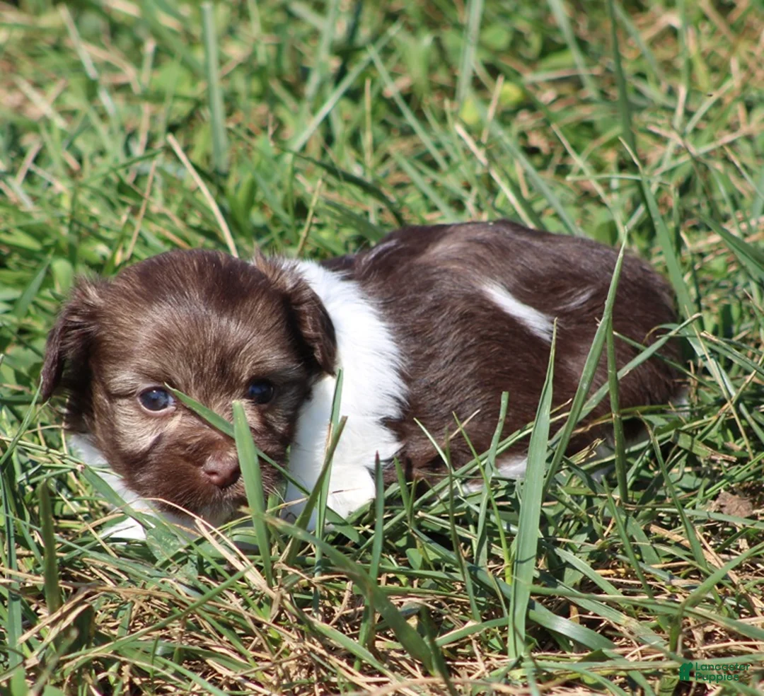 Havanese dogs for sale: Dora - Ad 2