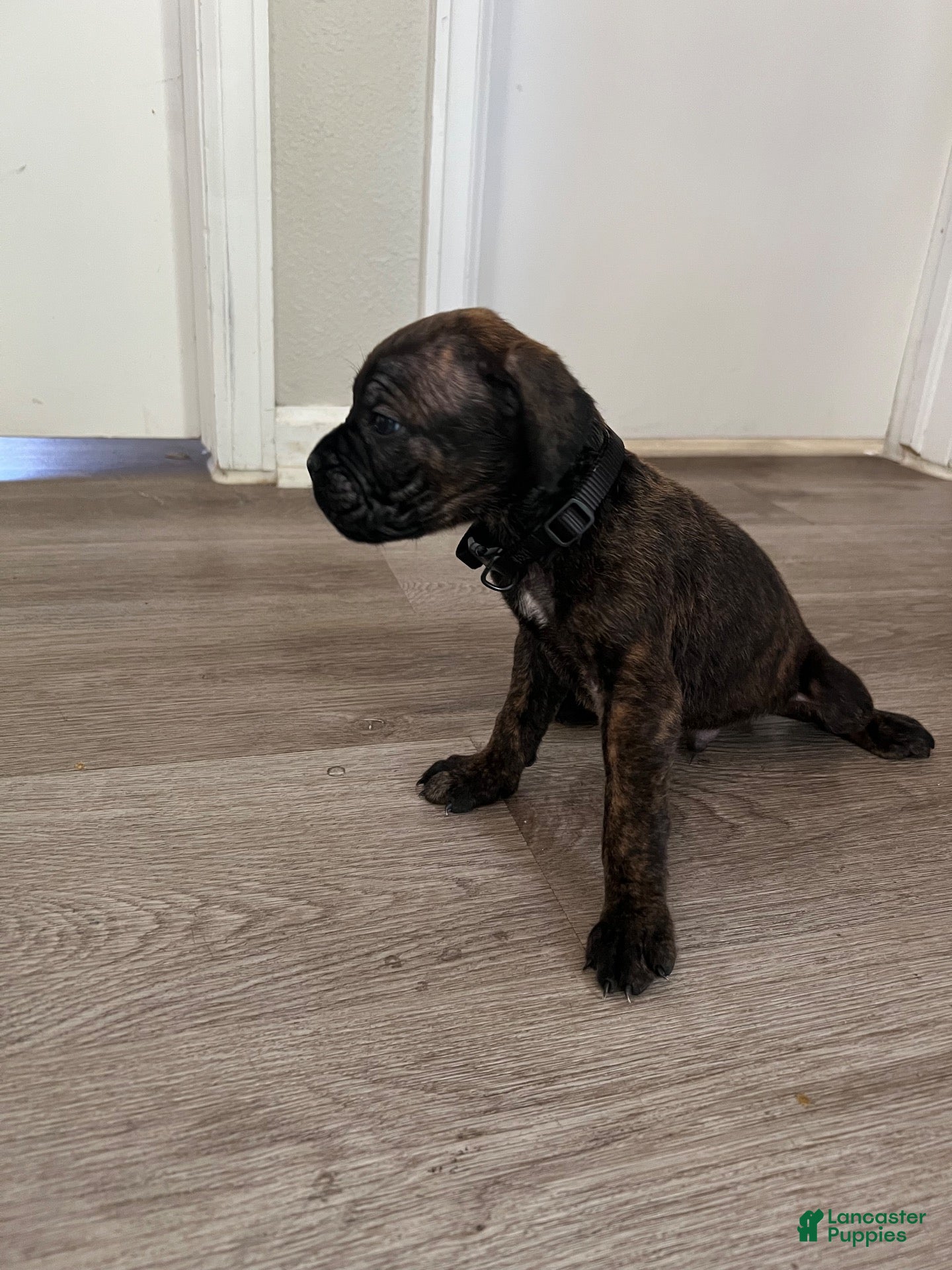 Cane Corso dogs for sale: Cane Corso 4 - Ad 2