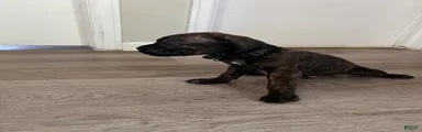 Cane Corso 4