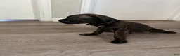 Cane Corso dogs for sale: Cane Corso 4 - Ad 1