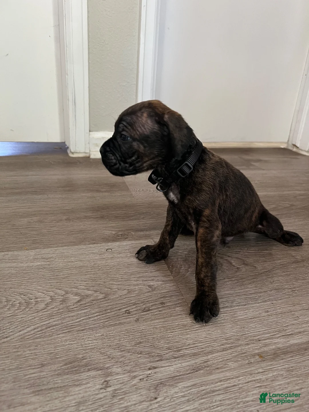 Cane Corso dogs for sale: Cane Corso 4 - Ad 1
