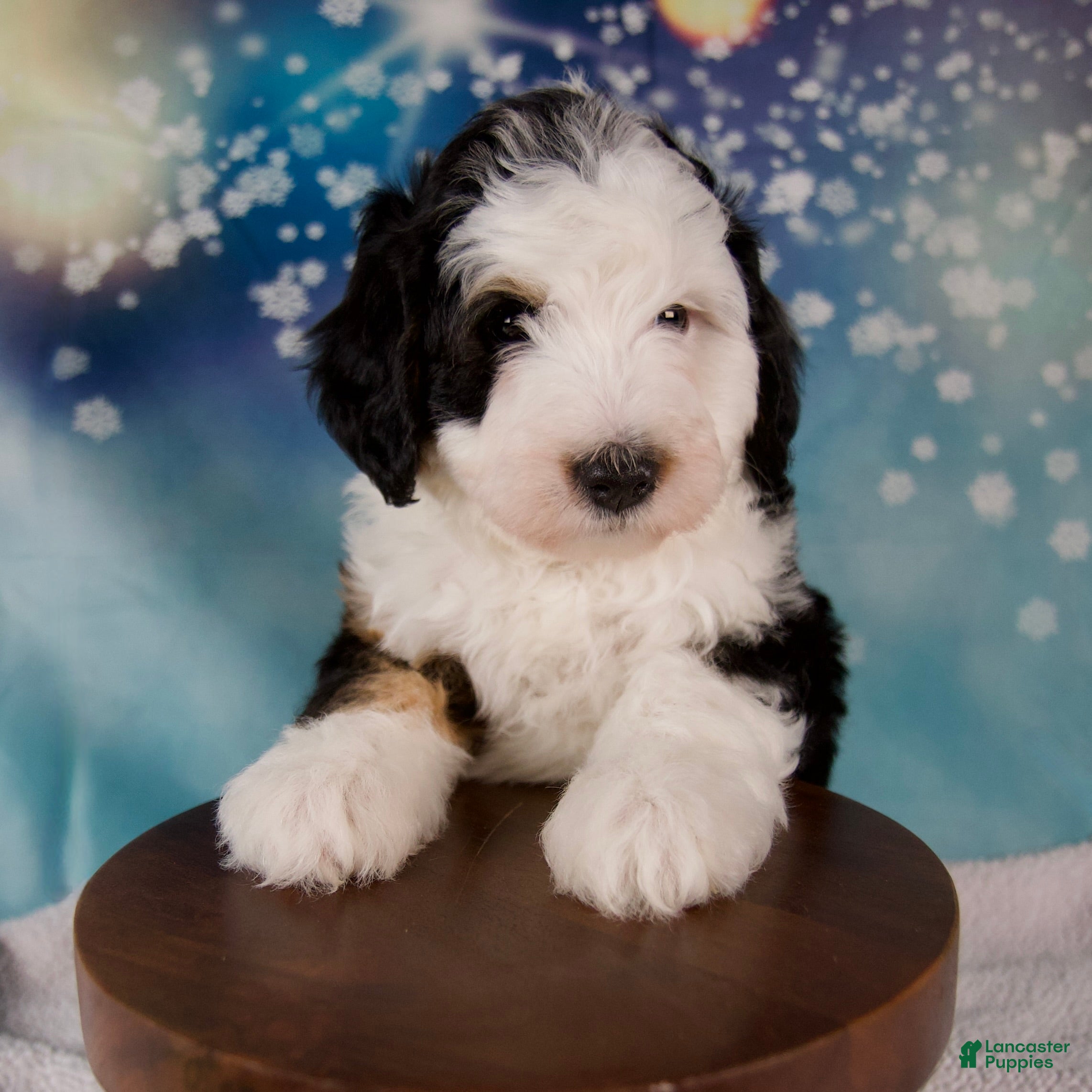 Mini Bernedoodle dogs Charles - Ad 2