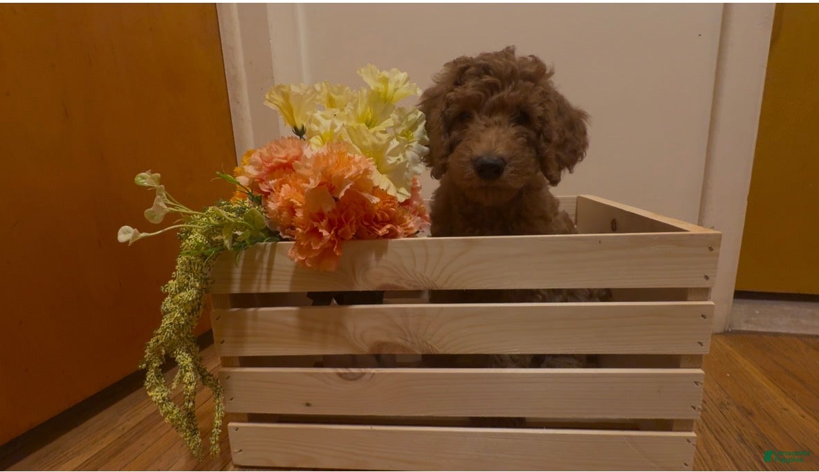 Double Doodle dogs Sophie - Ad 1