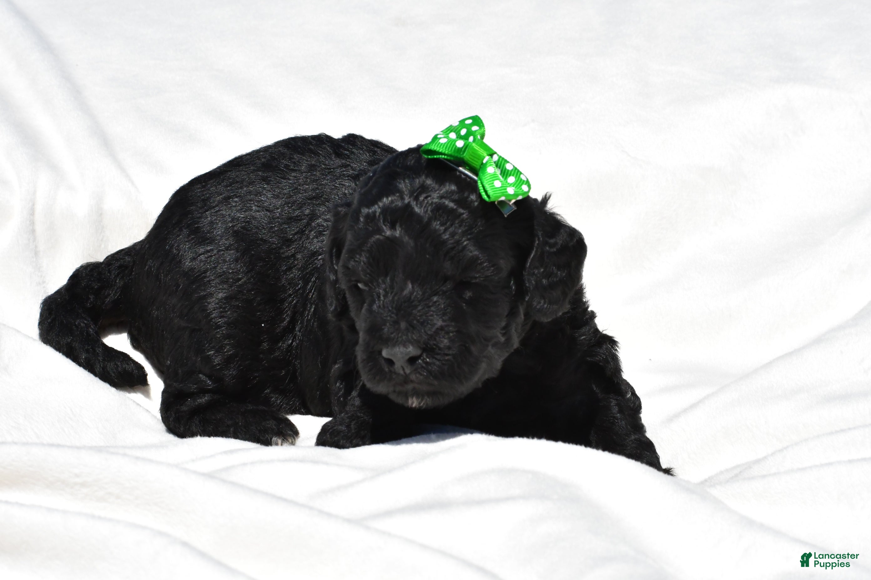 Mini Goldendoodle dogs Nikolaus - Ad 1