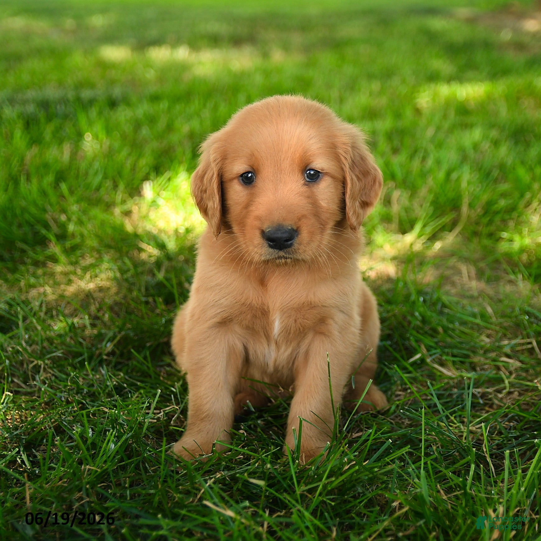Golden Retriever dogs Chester - Ad 2