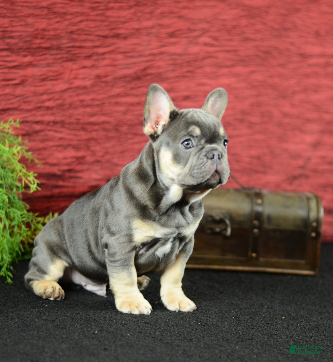 Gallery Image {{count}}