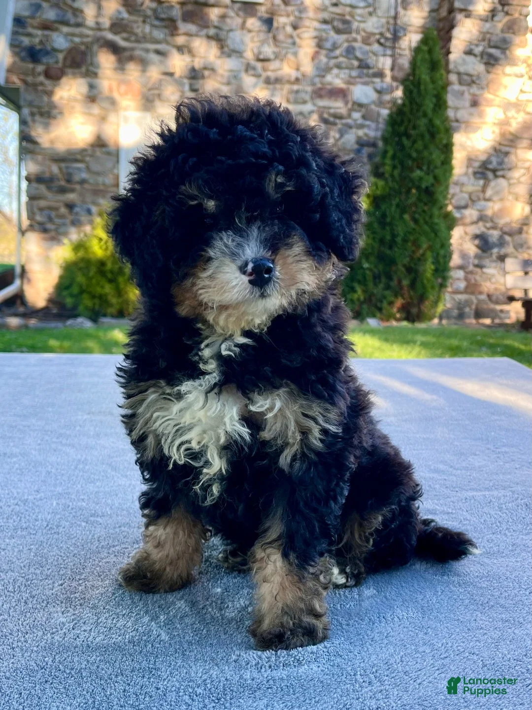 Mini Bernedoodle dogs for sale: Kiki - Ad 5
