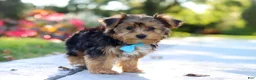 Yorkiepoo dogs for sale: Winston - Ad 14