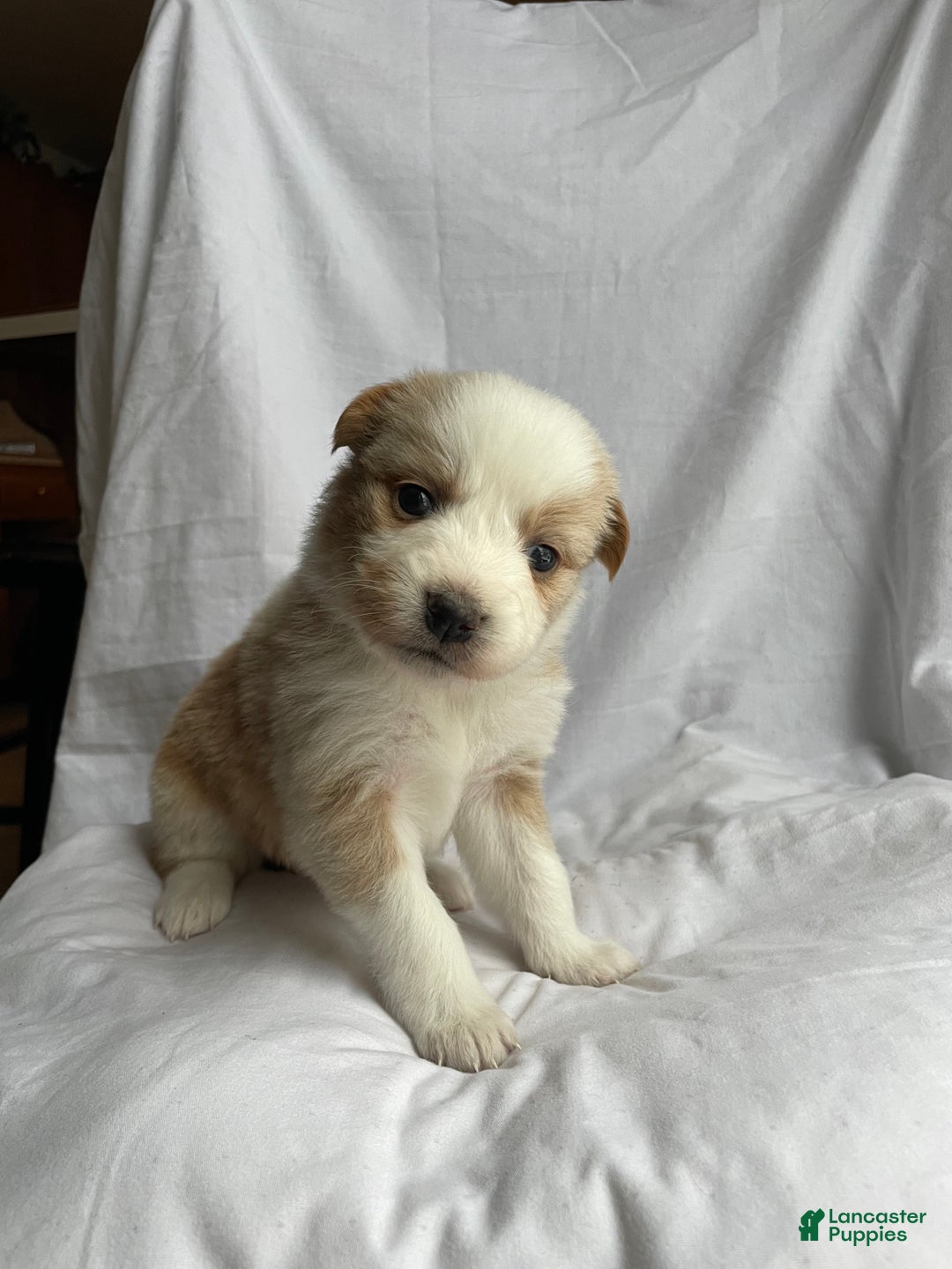 Australian Shepherd dogs for sale: Chance - Ad 26