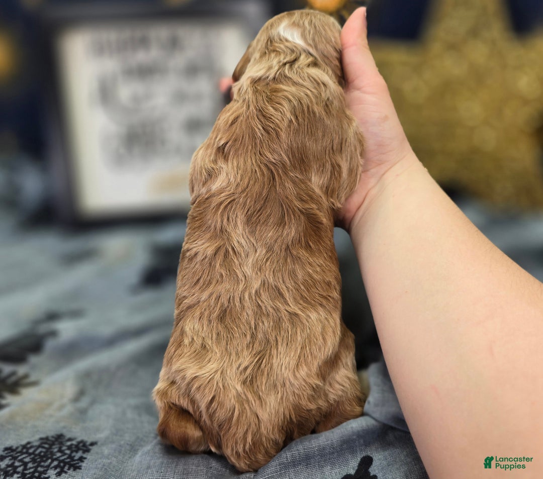 Cockapoo dogs for sale: Jingle - Ad 6