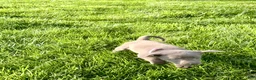 Labrador Retriever dogs for sale: Maizey - Ad 3