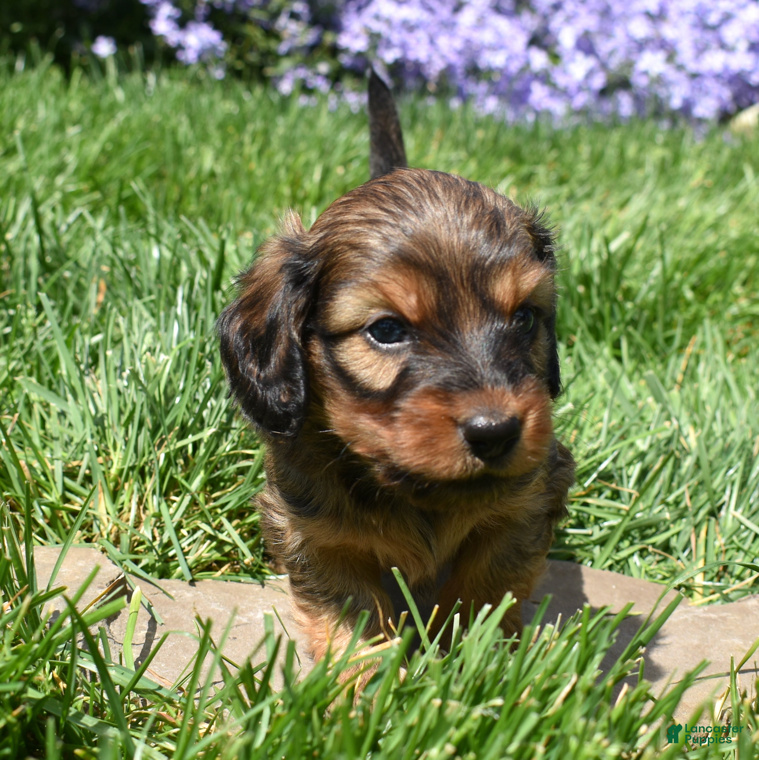 Miniature Dachshund dogs Rusty - Ad 2