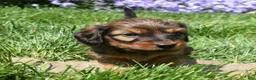 Miniature Dachshund dogs for sale: Rusty - Ad 2