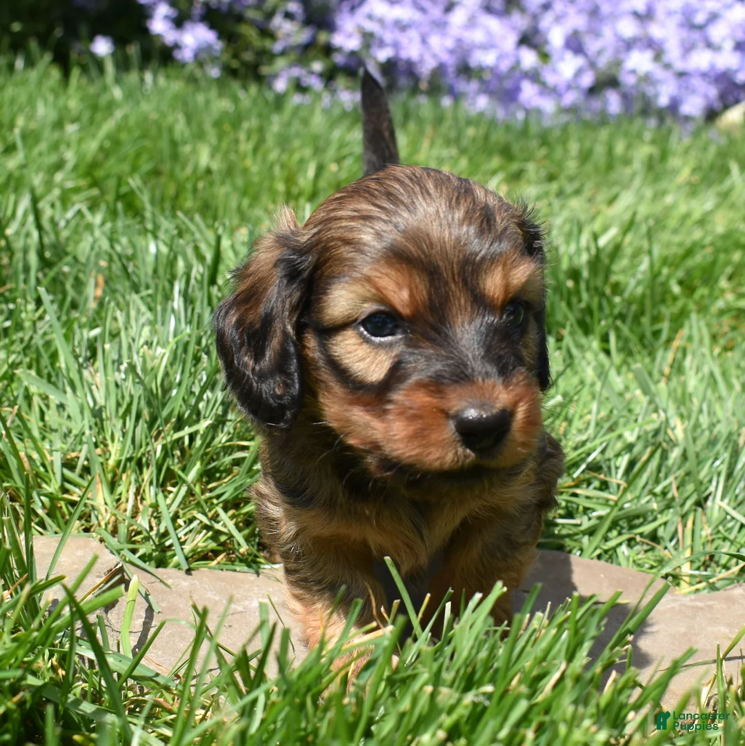 Miniature Dachshund dogs for sale: Rusty - Ad 2