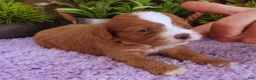 Cavapoo dogs for sale: Autumn's #5 Male - Ad 2