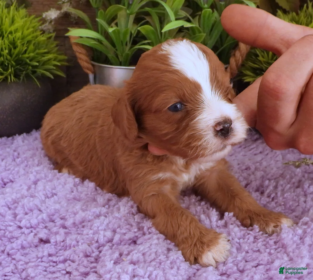 Cavapoo dogs for sale: Autumn's #5 Male - Ad 2