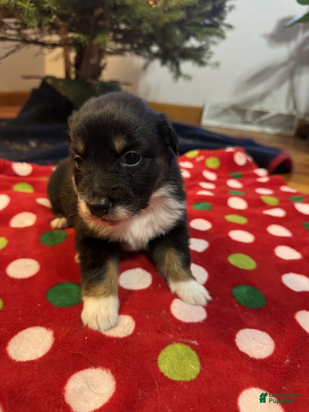 Australian Shepherd dogs for sale: Solstice - Ad 4