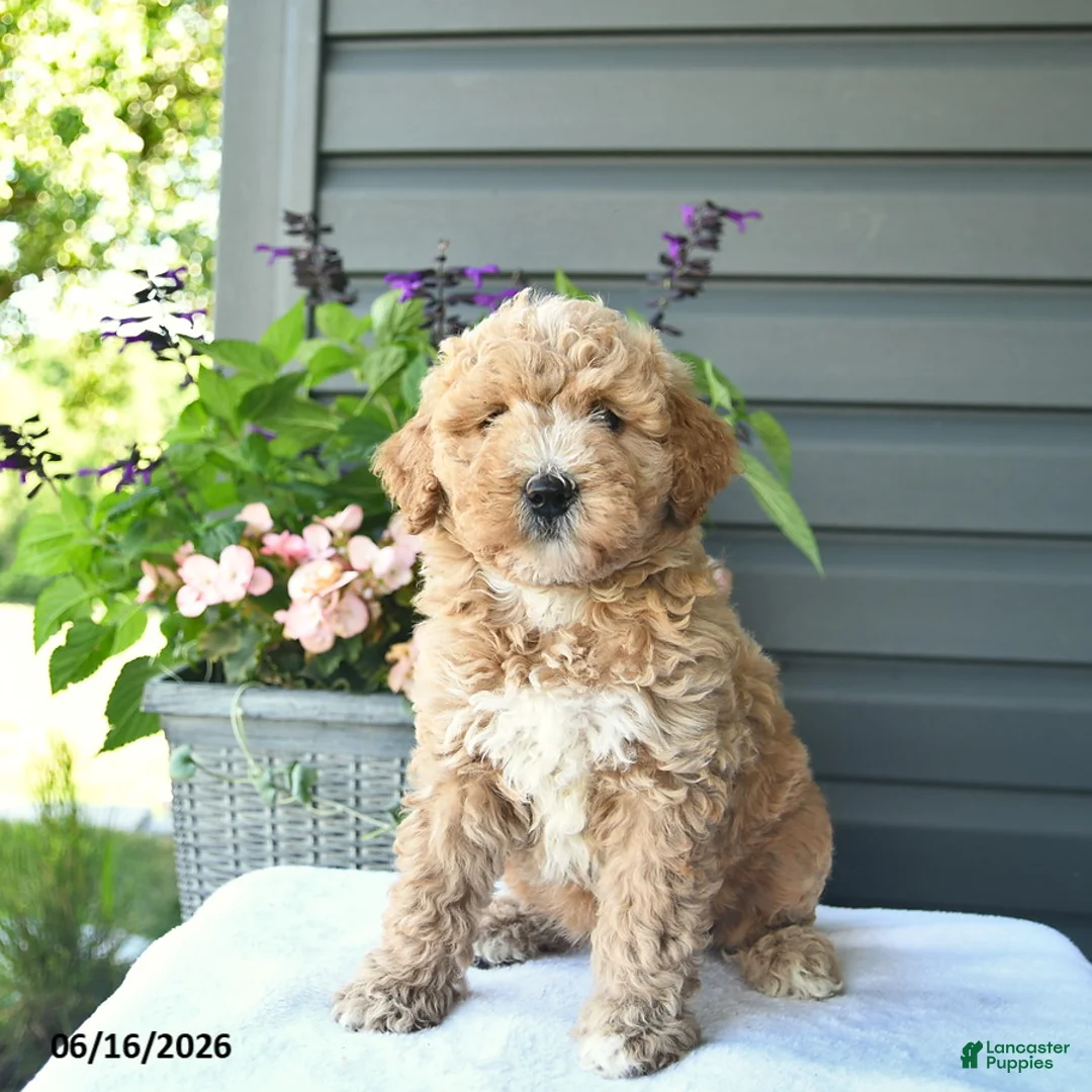 Mini Goldendoodle dogs for sale: Blossom  - Ad 3