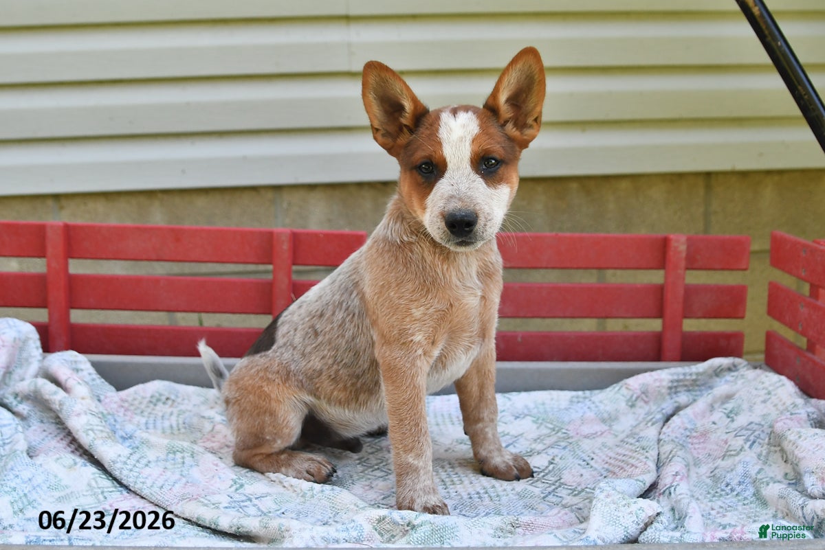 Australian Cattle Dog dogs Spot - Ad 1