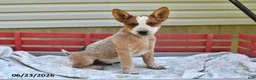 Australian Cattle Dog dogs for sale: Spot - Ad 1